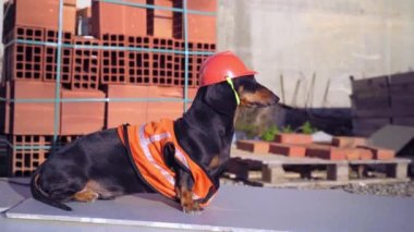 Turuncu yeleği ve koruyucu miğferi olan Dachshund inşaat sahasında, yan görüş alanında oturuyor. Köpek tamircisi malzemeler ve paletlerin üzerine tuğla yığını yapıyor..