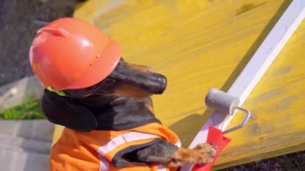 Dackelmaler im Bauarbeiter-Outfit mit orangefarbener Weste und mit Helm bedeckt Holzschiene mit weißem Pigment mit Farbroller auf Freiluft-Baustelle. Kostüme aus verschiedenen Berufen für Hunde. — Stockvideo