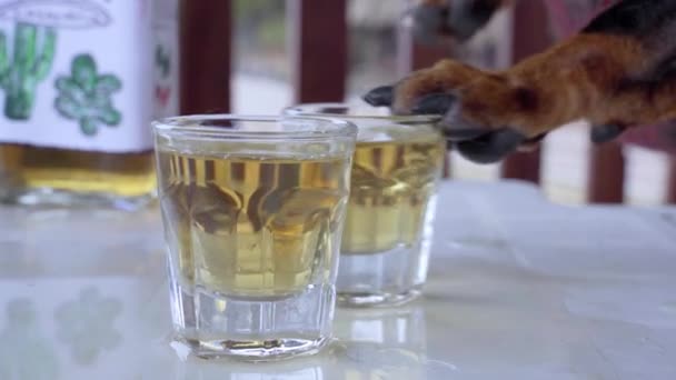 Honden poot beweegt vol glas tequila, draait het over en vloeistof morst op de tafel in outdoor cafe, close-up, fles met alcohol op wazige achtergrond. Huisdier geheelonthouder tegen sterke dranken. — Stockvideo