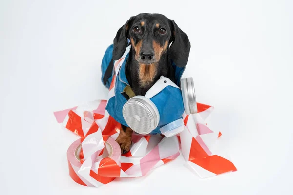 Tehlikeli bir malzeme giysisi içinde nefes alma cihazı bulunan dachshund köpeği sinyal bandında yatıyor. — Stok fotoğraf