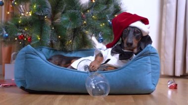 Noel Baba şapkalı şirin köpek dachshund. Partiden sonra ofiste akşamdan kalmalıkla yatakta yatar. Yılbaşı ağacının arka planına şaşkınlıkla bakar..