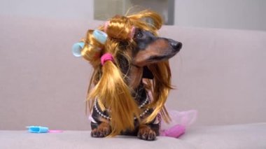 Zencefilli peruklu, pembe bukleli şık bir köpek portresi.
