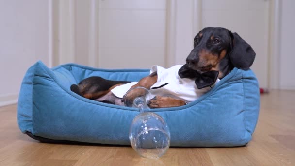 Lindo perro dachshund en una camisa blanca y corbata mariposa después de una fiesta se encuentra en la cama con una resaca tratando de dormir . — Vídeo de stock