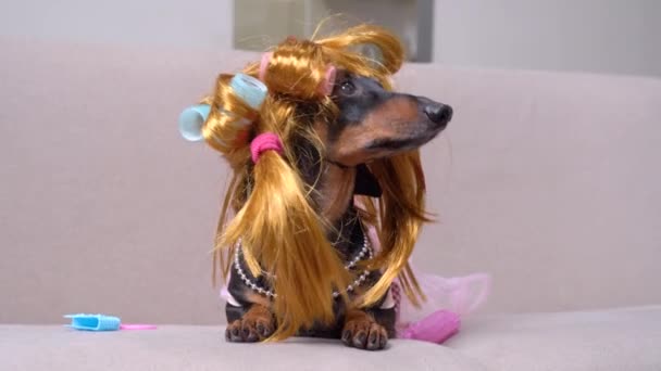 Portrait of a stylish dachshund dog, in a ginger wig, pink curlers — Stock Video