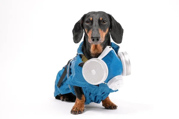 Funny dachshund negro y bronceado vistiendo traje especial azul desinfección protectora, se encuentra en el fondo blanco. Máscara especial en su cuello, despegando . — Foto de Stock