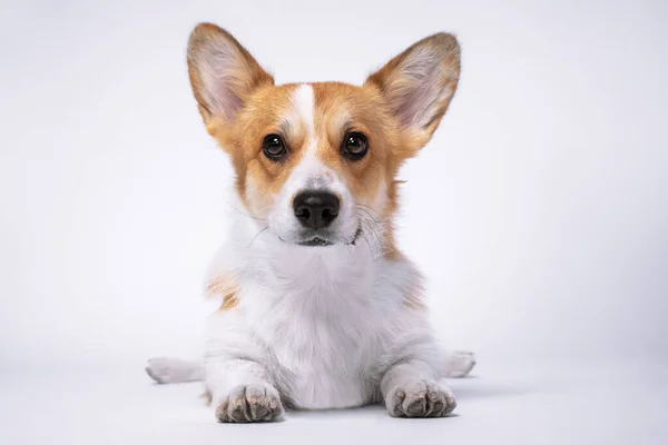 Cute welsh corgi pembroke or cardigan dog lies stretching its paws forward on white background, front view, studio shot. Portrait of lovely obedient puppy. — Stock Photo, Image