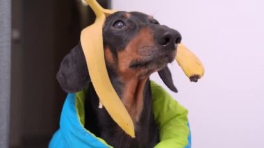 Kafasında muz kabuğu olan dachshund farklı taraftan bakıyor ve dışarı çıkıyor.