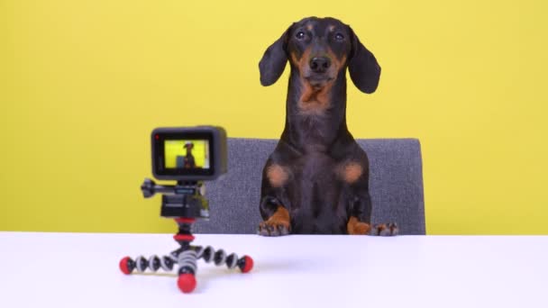 Célèbre blogueur obéissant teckel aboie et s'assoit à table et tourne blog vidéo pour chiens sur caméra d'action sur fond jaune, vue de face. Interview ou dernières nouvelles pour les animaux domestiques . — Video