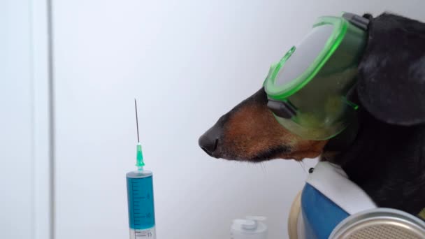 Tehlikeli bir malzeme giysisi içinde nefes alma cihazıyla elinde aşısı olan bir şırınga tutan bir köpek. — Stok video