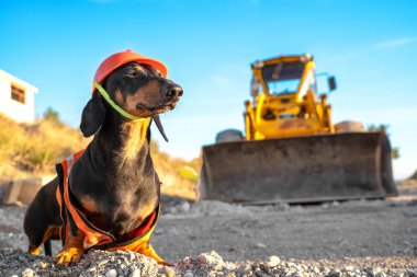 Gururlu bir Dachshund köpeği, siyah ve bronz tenli, turuncu bir yelek ve miğfer giymiş, bir inşaat alanında sarı bir buldozerin karşısında duruyor.