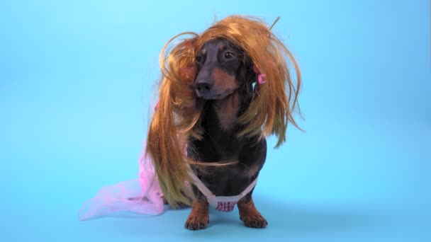 Jamnik pies w czerwonym rozczochrane peruka włosów z wielokolorowe spinki do włosów, różowa sukienka na niebieskim tle rozgląda się wokół. — Wideo stockowe