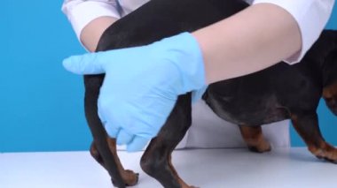 Klinikteki köpek veterinerinin paranal bezlerini temizleme prezervatifi.
