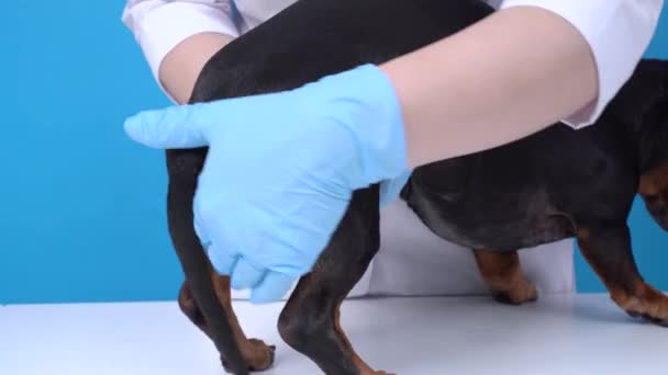 Профилактическая очистка паранальных желез у собачьего ветеринара в клинике — стоковое видео
