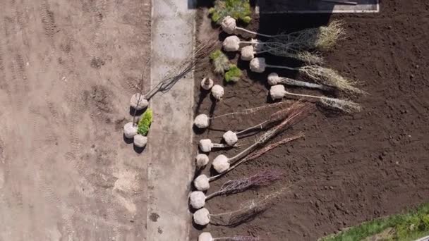 Vue de dessus sur les plantules des arbres se préparant à la plante, reposant sur le sol. Journée ensoleillée, plein air, prise de vue depuis le drone — Video