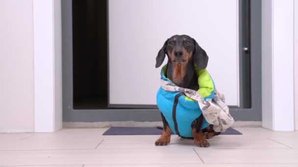 Drôle obéissant dachshund chien en veste en duvet sans manches bleu avec tissu éco sac quitte appartement à l'extérieur de la porte pour la marche et le shopping, vue de face . — Video