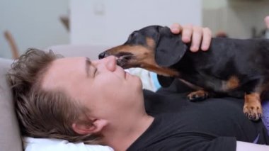 Dachshund köpeği sahibini yalıyor, o da kanepede yatıp onu okşuyor. Dostluk ve evcil hayvan sevgisi kavramı.