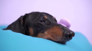 Şımarık siyah ve bronz dachshund yatakta uyuyor. Tembel köpek rüya görür ve koltukta dinlenir.