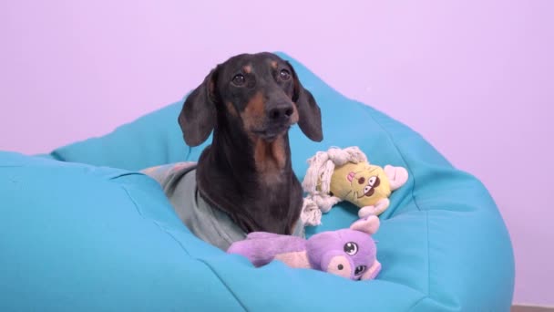 Un hermoso perro salchicha se encuentra en una silla azul en casa, juega, ladra, muerde un juguete y se escapa — Vídeo de stock