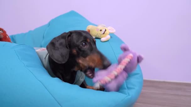 Un chien de teckel mignon se trouve dans une chaise bleue à la maison, joue, mord un jouet, puis regarde attentivement — Video