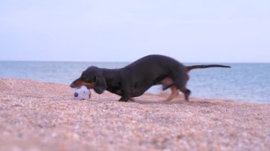 Sevimli dachshund kumsalda küçük futbol topuyla oynuyor. Güzel köpek bir oyuncağı tekmeliyor ve ısırıyor, zıplıyor, kumu tırmıklıyor ve çukur kazıyor. Deniz kıyısında bir evcil hayvanla açık havada aktif bir yürüyüş..