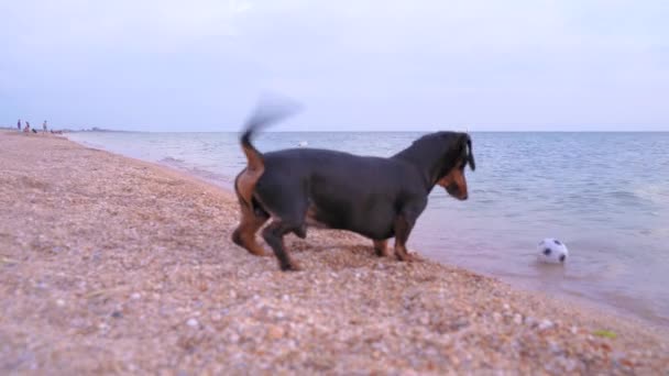 Funny Dachshund juega con una pequeña pelota de fútbol en la playa de arena. Perro travieso patea el juguete en el agua y ladra. Juguete es llevado por las olas de la costa en mar abierto . — Vídeo de stock