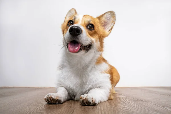 Χαριτωμένο χαμόγελο welsh corgi pembroke σκυλί που βρίσκεται στο ξύλινο πάτωμα σε λευκό φόντο. Αστεία έκφραση προσώπου, όμορφη εμφάνιση, στόμα ανοιχτό, γλώσσα έξω — Φωτογραφία Αρχείου