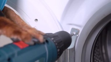 Tamirci köpek bozuk çamaşır makinesini tamir eder ve otomatik kablosuz tornavidayla kapıdaki vidaları söker, kapat. Evdeki kusurlu ev aletleri.