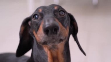 Kameraya sade bir şekilde bakan, havlayan ve kaçan şirin bir köpek portresi.