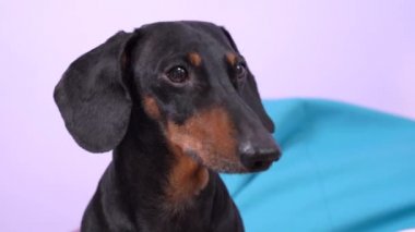 Şirin, güzel bir dachshund köpeğinin portresi.