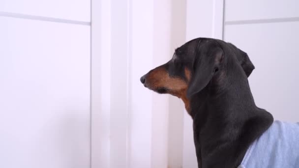 Cane bassotto si trova vicino alla porta bianca chiusa in appartamento, abbaia e chiama il proprietario per una passeggiata — Video Stock