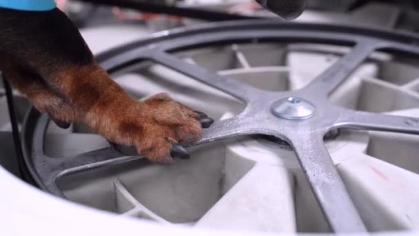 Hondenpoot die het wiel in de kapotte behuizing van de wasmachine draait. Controle van de toestand van de apparatuur, regeling van het mechanisme — Stockvideo