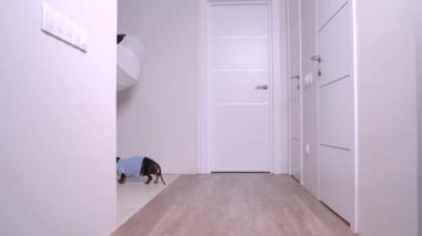 Mavi tişörtlü komik serbest yazar dachshund köpeği koridordan odaya kamera ve video için softbox ışıklandırmalı portatif standı çıkarıyor. Evde profesyonel fotoğraf stüdyosu ekipmanları var..