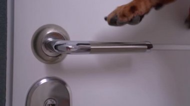 Kırmızı yünlü örgü yelek giyen itaatkar köpek kapıyı açar ve günlük yürüyüşe çıkar, yaklaş, dikiz aynasından. Düzgün yetiştirilmiş ve iyi davranılmış bağımsız hayvanlar..