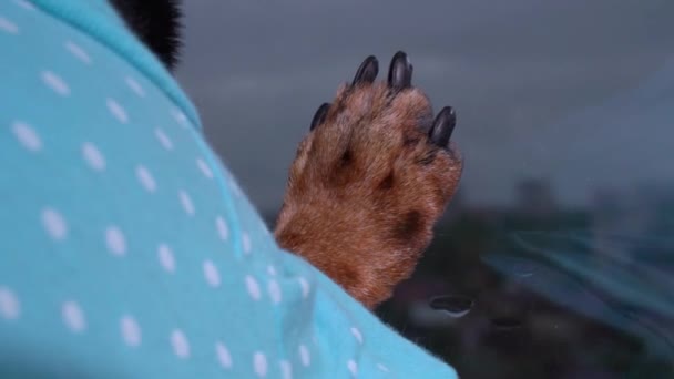 Hond in blauw shirt loopt langzaam poot over nat glas, close-up, achteraanzicht. Huisdier zit thuis alleen en verdrietig te wachten op de eigenaar. wazig regenachtig landschap buiten raam waardoor depressie en moedeloosheid. — Stockvideo