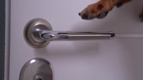 Слухняна собака в червоній вовняній ручці в'язаного жилета натискає і відкриває вхідні двері, щоб йти для щоденної прогулянки, крупним планом, вид ззаду. Незалежні домашні тварини з правильним вихованням і хорошою поведінкою . — стокове відео