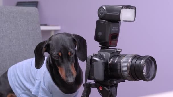 穿着T恤的顺从而有创意的腊肠犬坐在椅子上，带着相机和闪光，在三脚架上。在家里照相馆工作的自由摄影师宠物. — 图库视频影像