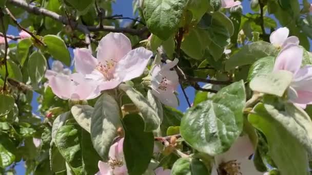 开绿花的果树在春风中摇曳枝叶.蜜蜂飞到美丽的粉红花朵前采集花粉进行授粉或采蜜. — 图库视频影像