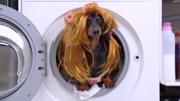 Dachshund cão dona de casa em peruca desgrenhada com encrespadores, grampos de cabelo e rabo de cavalo, em vestido de princesa rosa obedientemente senta-se no tambor da máquina de lavar roupa com roupa suja e latidos, vista frontal . — Vídeo de Stock