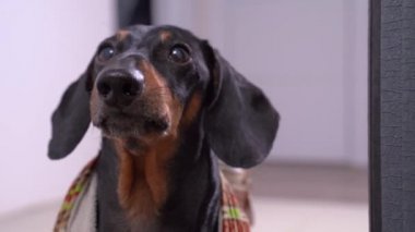 Sırt kabuklarında deri bir sırt çantası olan kırmızı yün örgü ceketli, sevimli siyah ve taba renkli bir dachshund. Yaklaş. İtaatkar hayvan, köpek gezdirme ya da yürüyüş için ev sahibini çağırıyor..