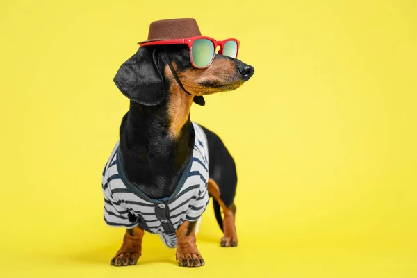 Yelek, güneş gözlüğü ve kahverengi şapka takan, parlak sarı arka planda duran ve sağa bakan komik bir dachshund. Gezgin mizah anlayışı ya da sahibi köpeklerini giydirmeyi seviyor..