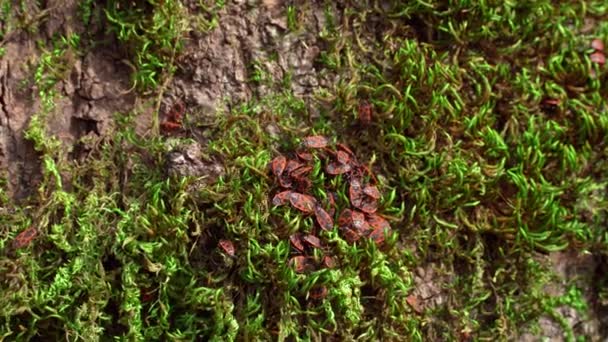 Firebug skalbaggar armén svärmar i grön mossa på bark vid foten av trädstam i skogen eller i parken, närbild. Insekternas viktiga roll i jordens naturliga ekosystem. — Stockvideo