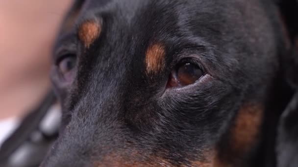 Dachshund gözlerini kapat, göz kırp ve komik kaş hareketleri yap. Güzel görünümlü siyah ve bronz köpek yüzlü.. — Stok video