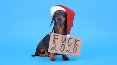 Cute dachshund dog in santa hat sits and barks on blue background, sign saying Fuck 2020 is hanging on his neck, front view. Farewell to the outgoing year with its problems, diseases and epidemics.