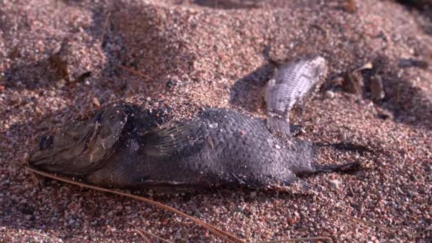 Os peixes mortos jazem na areia na margem da lagoa, as moscas rastejam ao longo do lixo biológico, de perto. Ecologia e problemas ambientais, morte de organismos vivos ou da natureza devido à poluição do ar e da água no planeta . — Vídeo de Stock