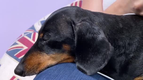 近距离拍摄的可爱的小黑色和棕褐色的腊肠打瞌睡在其主人的膝盖上牛仔裤。家养宠物概念的舒适舒适条件. — 图库视频影像