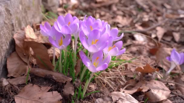 Närbild blommande krokus blommor i parken. Vårlandskap. Skönhet i naturen — Stockvideo