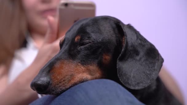 Genç, beyaz, çekici bir kadın cep telefonuyla arkadaşıyla görüntülü konuşma yapıyor. Elinde tutuyor. Dachshund dizlerinin üstünde uyuyakalıyor. — Stok video