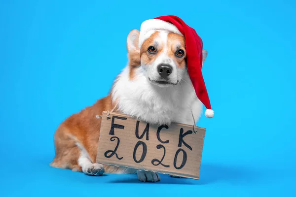 Drôle de chien gallois corgi pembroke ou cardigan en chapeau de Père Noël assis sur fond bleu, signe disant baise 2020 est accroché sur son cou, vue de face. Adieu à l'année sortante avec ses problèmes et épidémies . — Photo