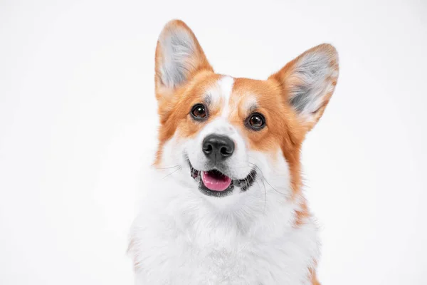 Retrato cão obediente (cachorro) raça galês corgi pembroke sorrindo com a língua em um fundo branco — Fotografia de Stock