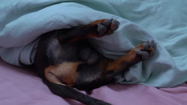 Very cute shooting of dog sleeping with hand and upper part of body under the blanket on the bed, low part is outside. Funny shivered of pet back legs, from some dream, nightmare or snortintg — Stock Video